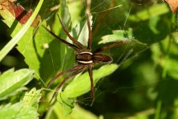 thumbs/Amblik_dolomedes_dsc06936.jpg.jpg