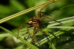 thumbs/Amblik_dolomedes_dsc06988.jpg.jpg