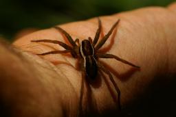 thumbs/Amblik_dolomedes_dsc06989.jpg.jpg
