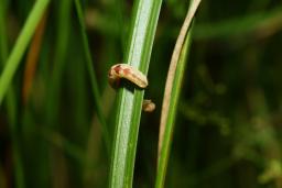 thumbs/Roovik_dsc07010.jpg.jpg