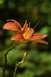 thumbs/Taim_Hemerocallis_dsc07093.jpg.jpg