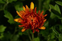 thumbs/Taim_chrysanthemum_dsc07145.jpg.jpg