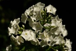 thumbs/Taim_floks_dsc07079.jpg.jpg