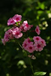 thumbs/Taim_floks_dsc07083.jpg.jpg