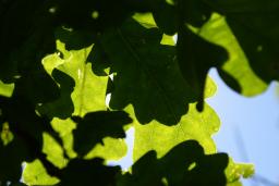 thumbs/Taim_tamm_dsc06862.jpg.jpg