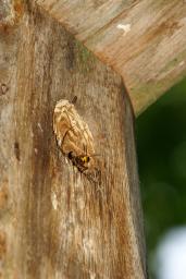 thumbs/Vapsikud_kuldnokapuuris_dsc07355.jpg.jpg