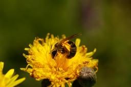 thumbs/Ahasmesilane_Lasioglossum_dsc06554.jpg.jpg