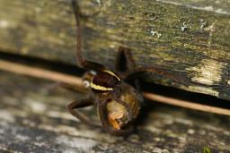 thumbs/Amblik_Dolomedes_fimbriatus_dsc06674.jpg.jpg