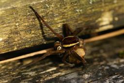 thumbs/Amblik_Dolomedes_fimbriatus_dsc06675.jpg.jpg