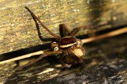 thumbs/Amblik_Dolomedes_fimbriatus_dsc06676.jpg.jpg