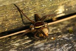 thumbs/Amblik_Dolomedes_fimbriatus_dsc06677.jpg.jpg
