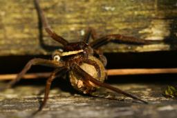 thumbs/Amblik_Dolomedes_fimbriatus_dsc06680.jpg.jpg