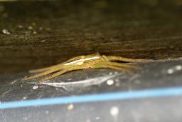 thumbs/Amblik_Dolomedes_fimbriatus_dsc06715.jpg.jpg