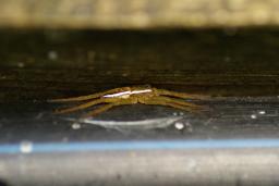 thumbs/Amblik_Dolomedes_fimbriatus_dsc06724.jpg.jpg