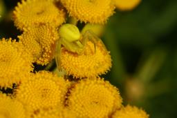 thumbs/Amblik_Misumena_vatia_dsc06637.jpg.jpg