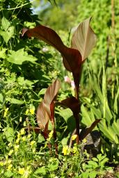 thumbs/Canna_dsc06571.jpg.jpg
