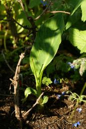 thumbs/Canna_dsc06572.jpg.jpg