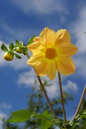 thumbs/Dahlia_dsc06404.jpg.jpg