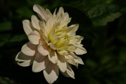 thumbs/Dahlia_dsc06409.jpg.jpg