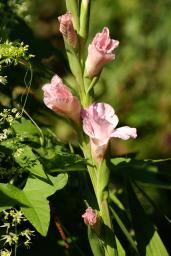 thumbs/Gladiolus_dsc06574.jpg.jpg