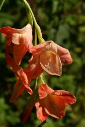 thumbs/Gladiolus_dsc06585.jpg.jpg