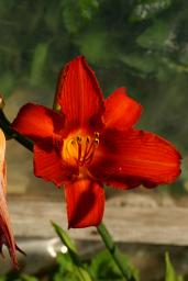 thumbs/Hemerocallis_dsc06601.jpg.jpg