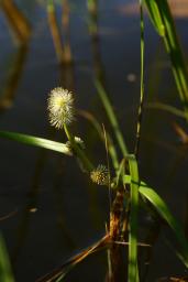 thumbs/Jogitakjas_Sparganium_gramineum_dsc06703.jpg.jpg