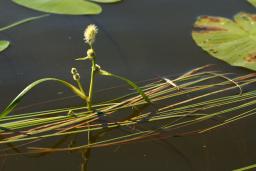 thumbs/Jogitakjas_Sparganium_gramineum_dsc06707.jpg.jpg