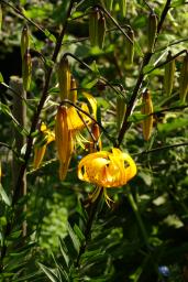 thumbs/Lilium_Citronella_dsc06600.jpg.jpg