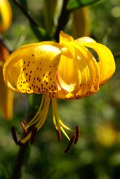 thumbs/Lilium_Citronella_dsc06605.jpg.jpg