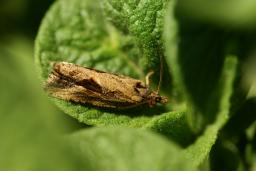 thumbs/Mahkurlane_Tortricidae_dsc06566.jpg.jpg