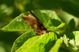 thumbs/Oolane_Autographa_bractea_dsc06562.jpg.jpg