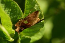 thumbs/Oolane_Autographa_bractea_dsc06564.jpg.jpg
