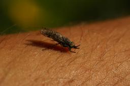 thumbs/Parm_Haematopota_dsc06480.jpg.jpg