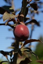 thumbs/Ploom_Matjunini_dsc06627.jpg.jpg