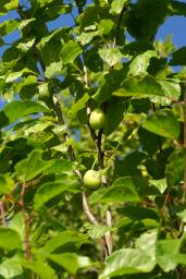 thumbs/Ploom_Niagara_dsc06611.jpg.jpg