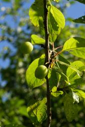 thumbs/Ploom_Zeta_Piliens(K)_dsc06613.jpg.jpg