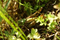 thumbs/Ritsikas_Decticus_verrucivorus_dsc06559.jpg.jpg