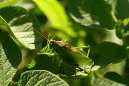 thumbs/Ritsikas_Tettigonia_cantans_dsc06569.jpg.jpg