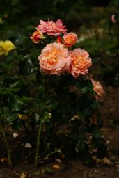 thumbs/Roos_dsc06651.jpg.jpg