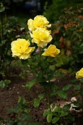 thumbs/Roos_dsc06653.jpg.jpg