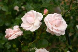 thumbs/Roos_dsc06658.jpg.jpg