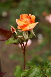 thumbs/Roos_dsc06660.jpg.jpg