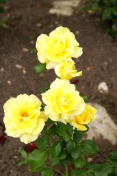 thumbs/Roos_dsc06662.jpg.jpg
