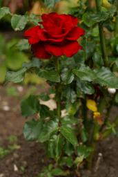 thumbs/Roos_dsc06664.jpg.jpg