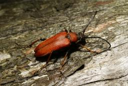 thumbs/Siklane_Stictoleptura_rubra_dsc06440.jpg.jpg