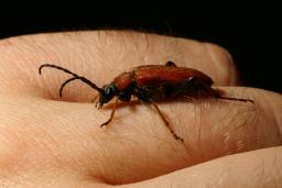 thumbs/Siklane_Stictoleptura_rubra_dsc06442.jpg.jpg