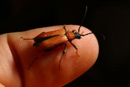 thumbs/Siklane_Stictoleptura_rubra_dsc06447.jpg.jpg