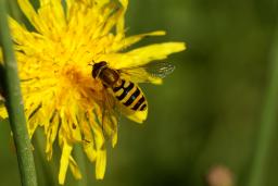 thumbs/Sirelane_Syrphus_dsc06489.jpg.jpg