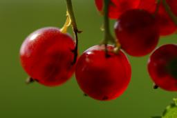 thumbs/Sostar_dsc06643.jpg.jpg